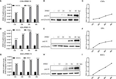 Peste des Petits Ruminants Virus Exhibits Cell-Dependent Interferon Active Response